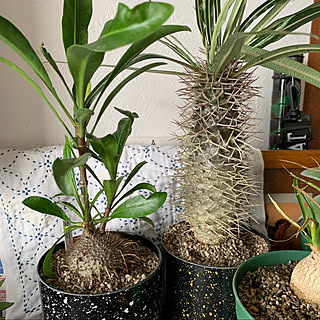 アリ植物のインテリア実例 Roomclip ルームクリップ