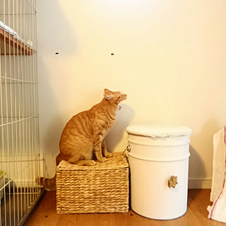 モニター応募投稿/RCとちぎ苺の会/ほっこり*/ナチュラル/ナチュラルインテリア...などのインテリア実例 - 2019-08-03 15:05:41
