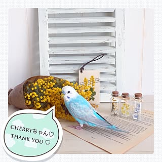 a.roseちゃんのルーバー/cherryちゃんのプレ企画/ベッド周りのインテリア実例 - 2017-04-12 12:45:36