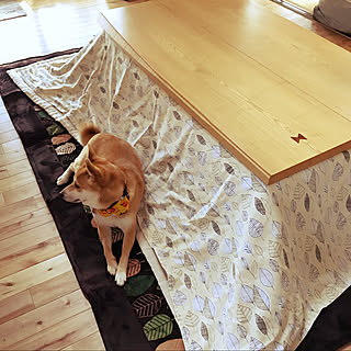しまむら しまドルトン 猫コタツのまとめページ Roomclip ルームクリップ