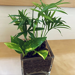 ハイドロカルチャー始めましたのインテリア実例 Roomclip ルームクリップ