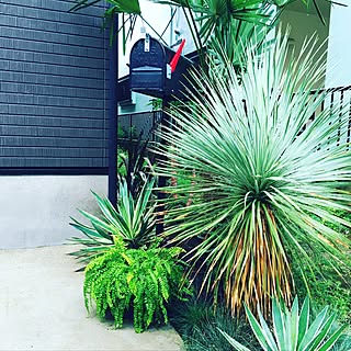 玄関 入り口 ユッカエレファンティペスのインテリア実例 Roomclip ルームクリップ