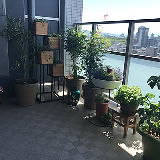 観葉植物 マンションベランダのインテリア実例 Roomclip ルームクリップ