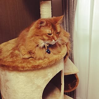 リビング/キャットタワー/一人暮らし/賃貸/猫のいる部屋...などのインテリア実例 - 2016-03-01 07:10:21