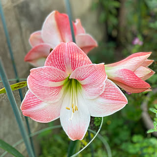 アマリリスの花のインテリア実例 Roomclip ルームクリップ アマリリスの花のインテリア実例 Roomclip ルームクリップ