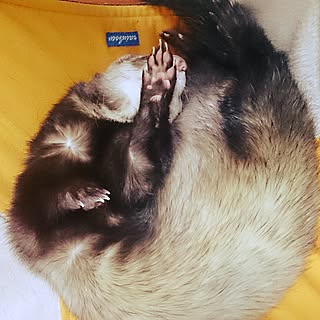 いたちのインテリア実例 Roomclip ルームクリップ