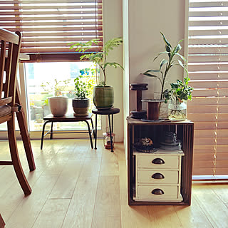 水耕栽培 ソフォラリトルベイビーのインテリア実例 Roomclip ルームクリップ