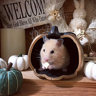 ハロウィン ハムスターのインテリア実例 Roomclip ルームクリップ ハロウィン ハムスターのインテリア実例 Roomclip ルームクリップ