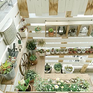 多肉植物 団地のインテリア レイアウト実例 Roomclip ルームクリップ