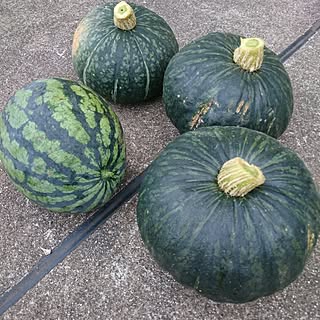 玄関/入り口/家庭菜園♡/我が家の畑/RCの出会いに感謝♡/フォロワーの皆様に感謝です♫...などのインテリア実例 - 2017-07-16 17:58:14