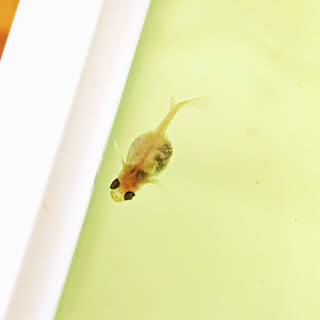 メダカのいる暮らし 塩水浴のインテリア実例 Roomclip ルームクリップ