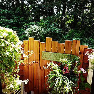 アラビアンジャスミンのインテリア実例 Roomclip ルームクリップ