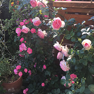 ピエール・ド・ロンサール/ピエールドゥロンサール/2019.5.24/ウッドデッキDIY /いいね！ありがとうございます♪...などのインテリア実例 - 2019-05-24 18:13:21