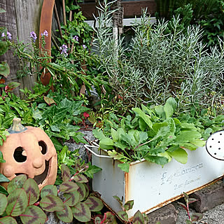 玄関/入り口/ハロウィン/狭小GARDEN/ガーデニング/ハーブ多種...などのインテリア実例 - 2017-09-20 08:11:36