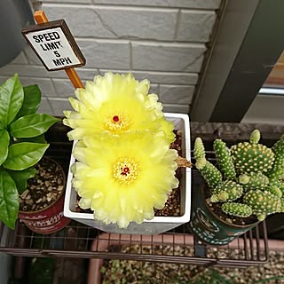 玄関/入り口/サボテン/NO GREEN NO LIFE/サボテンの花/フォロワーの皆様に感謝です♫...などのインテリア実例 - 2017-07-04 07:22:59