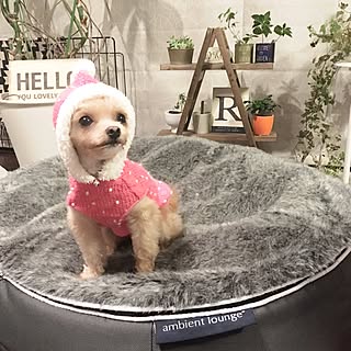 ペットベッド アンビエントラウンジのインテリア実例 Roomclip ルームクリップ ペットベッド アンビエントラウンジのインテリア実例 Roomclip ルームクリップ