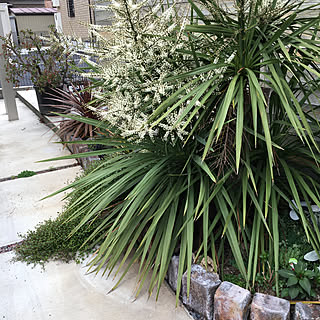 玄関 入り口 ニオイシュロランのインテリア実例 Roomclip ルームクリップ