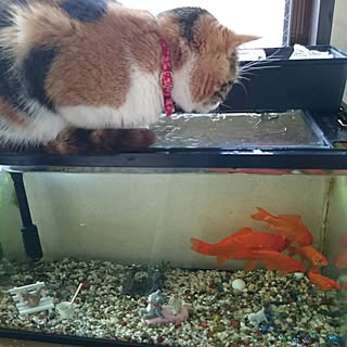玄関 入り口 金魚すくいの金魚のインテリア実例 Roomclip ルームクリップ 玄関 入り口 金魚すくいの金魚のインテリア実例 Roomclip ルームクリップ