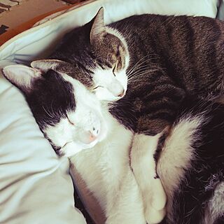 ベッド周り/ねこのいる風景/猫のベッド/しあわせ♡のインテリア実例 - 2016-07-22 13:27:59