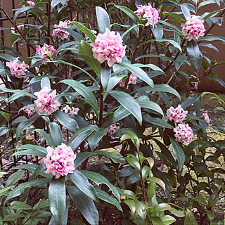 沈丁花 庭花のインテリア実例 Roomclip ルームクリップ 沈丁花 庭花のインテリア実例 Roomclip ルームクリップ