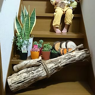 棚/流木/おまけ/切り株/輪切り...などのインテリア実例 - 2017-02-19 20:54:12