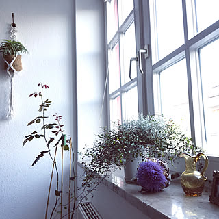 ドライフラワーになる前/アーティチョーク/田舎暮らし/ドイツ生活/壁/天井のインテリア実例 - 2019-09-11 00:41:39