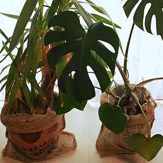 麻袋の鉢カバーのインテリア実例 Roomclip ルームクリップ