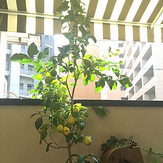 レモン レモンの木のインテリア実例 Roomclip ルームクリップ