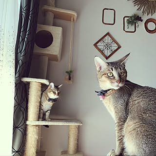 ハンドメイド 割り箸工作のインテリア実例 ｜ RoomClip（ルームクリップ） -
猫 割り箸