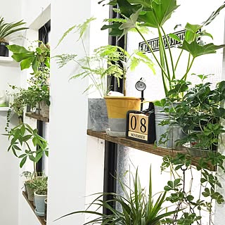 壁/天井/植物/ZOO会♡/関西好きやねん会/LOVE GREEN!/【植中毒】...などのインテリア実例 - 2015-11-08 13:46:38