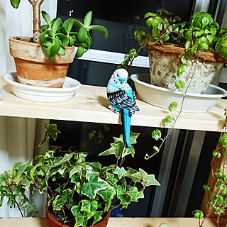寝室 ヘデラのおしゃれなインテリアコーディネート レイアウトの実例 Roomclip ルームクリップ 寝室 ヘデラのおしゃれなインテリアコーディネート レイアウトの実例 Roomclip ルームクリップ