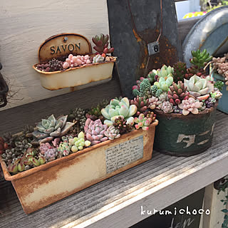 多肉植物 パウンドケーキ型リメイクのインテリア実例 Roomclip ルームクリップ