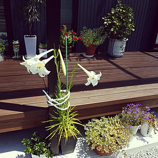 壁/天井/鉢植えガーデン/いいねありがとうございます(*ᴗˬᴗ)/フォローありがとうございます❤️/ウッドデッキ...などのインテリア実例 - 2018-08-08 11:37:23