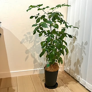 観葉植物のある暮らし ヘテロパナックスのインテリア実例 Roomclip ルームクリップ