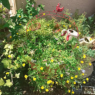 寄せ植え 黄色い花のインテリア実例 Roomclip ルームクリップ