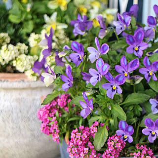 パンジー寄せ植え パンジーとビオラのインテリア実例 Roomclip ルームクリップ