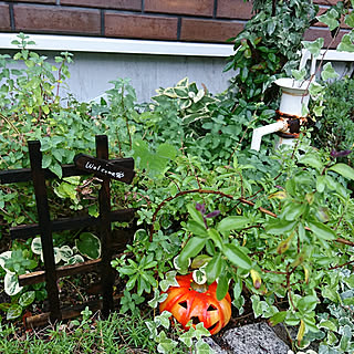 玄関/入り口/ハロウィン/狭小GARDEN/ハーブ多種/いつも「いいね」ありがとうございます!...などのインテリア実例 - 2017-10-10 08:10:12