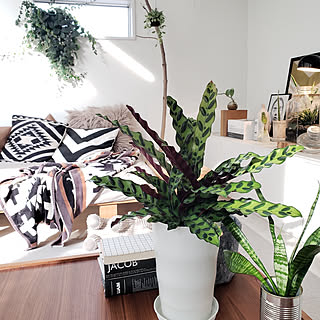 リビング カラテア ランキフォリアのインテリア実例 Roomclip ルームクリップ