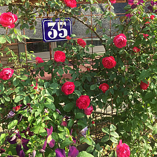 琺瑯/サインプレート/ホーローサインプレート/クレマチス/薔薇...などのインテリア実例 - 2019-05-20 17:18:05