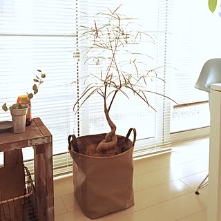 リビング/ハンドメイド/ボトルツリー/植物/イームズ...などのインテリア実例 - 2015-07-08 16:01:15