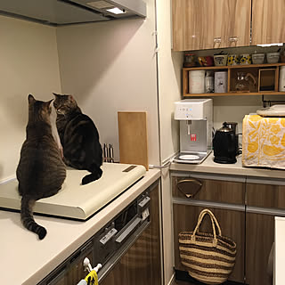 猫 コンロカバーのインテリア実例 Roomclip ルームクリップ