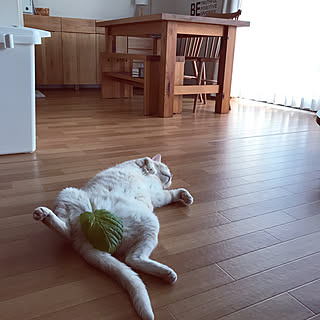 ねこ部 ベルメゾン家具のインテリア実例 Roomclip ルームクリップ