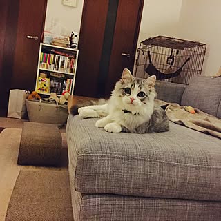 リビング/爪研ぎ/癒し/猫/ねこと共同生活。...などのインテリア実例 - 2017-01-11 08:41:06