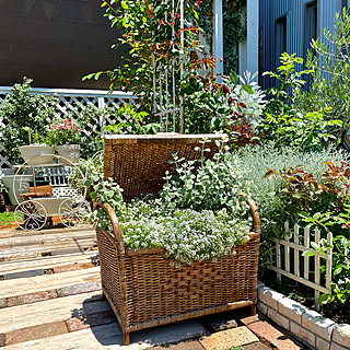 ヘリクリサムペティオラレのインテリア実例 Roomclip ルームクリップ