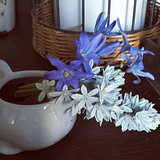 プスキニア 氷の妖精のインテリア実例 Roomclip ルームクリップ