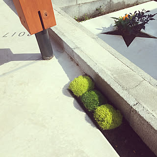 アイリッシュモスのインテリア実例 Roomclip ルームクリップ