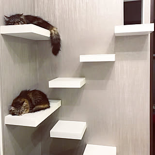 Ikea キャットステップのインテリア実例 Roomclip ルームクリップ Ikea キャットステップのインテリア実例 Roomclip ルームクリップ