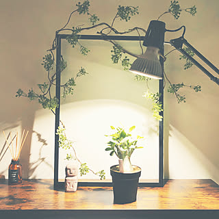 植物育成ledライトのインテリア実例 Roomclip ルームクリップ