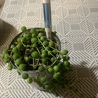 水やりチェッカーのインテリア実例 Roomclip ルームクリップ