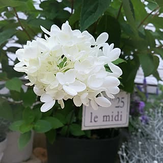 植物 ノリウツギのインテリア実例 Roomclip ルームクリップ 植物 ノリウツギのインテリア実例 Roomclip ルームクリップ